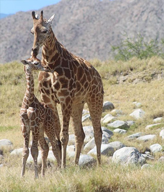 Baby Giraffe…. One of the newest residents at The Living Desert