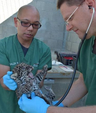 The Living Desert Veterinary Services hard at work